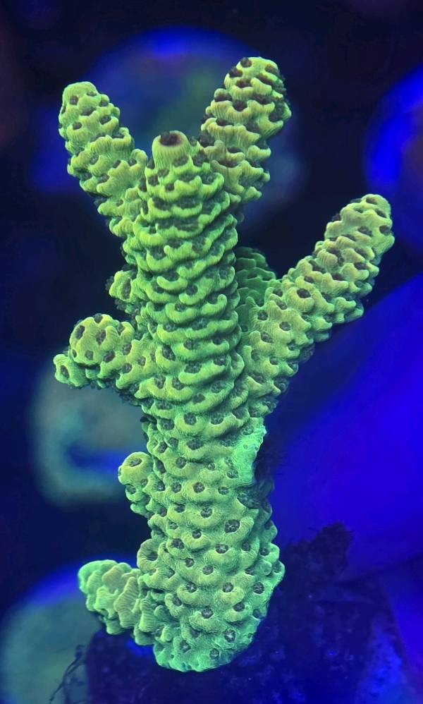 ARF GREEN X ACRO 