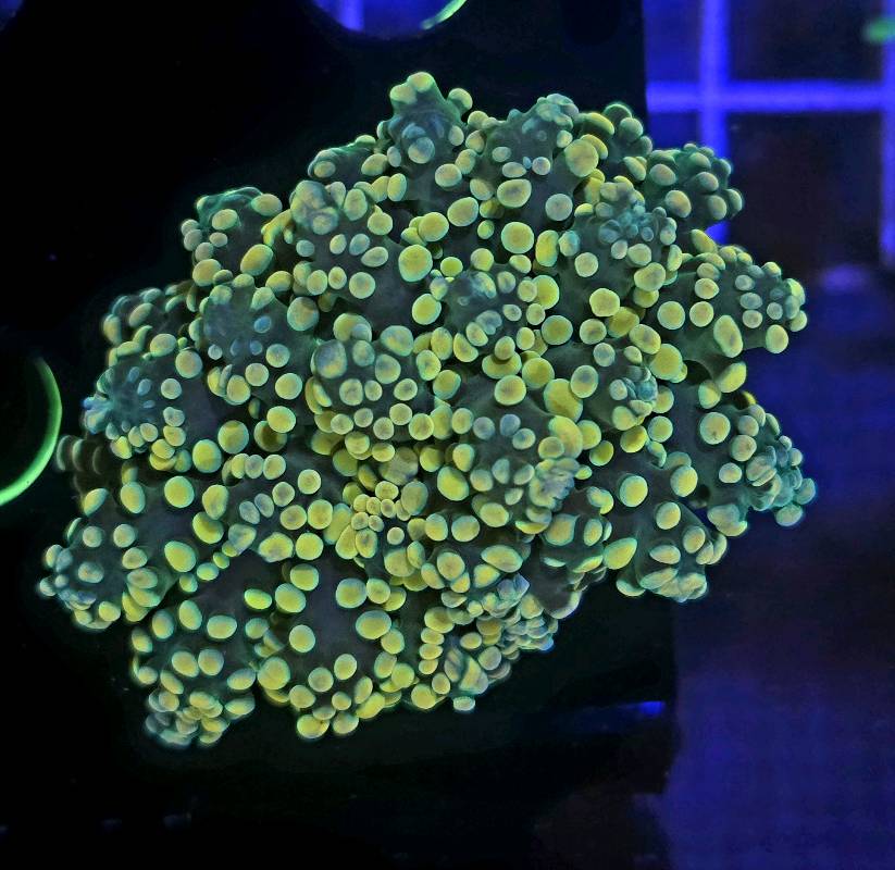 Ultra Yellow Frogspawn yaeyamensis 