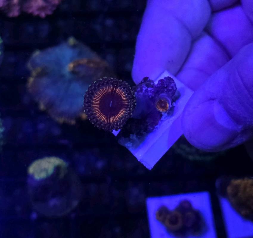 Zoa rainbow 2pp