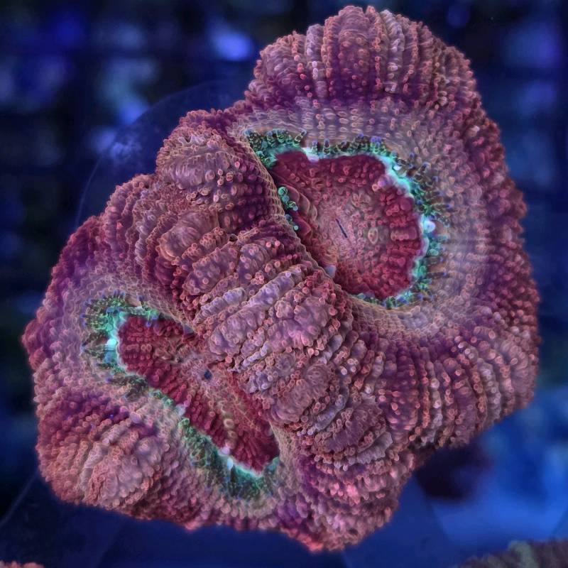 Japanese Acan Sakura 2pp