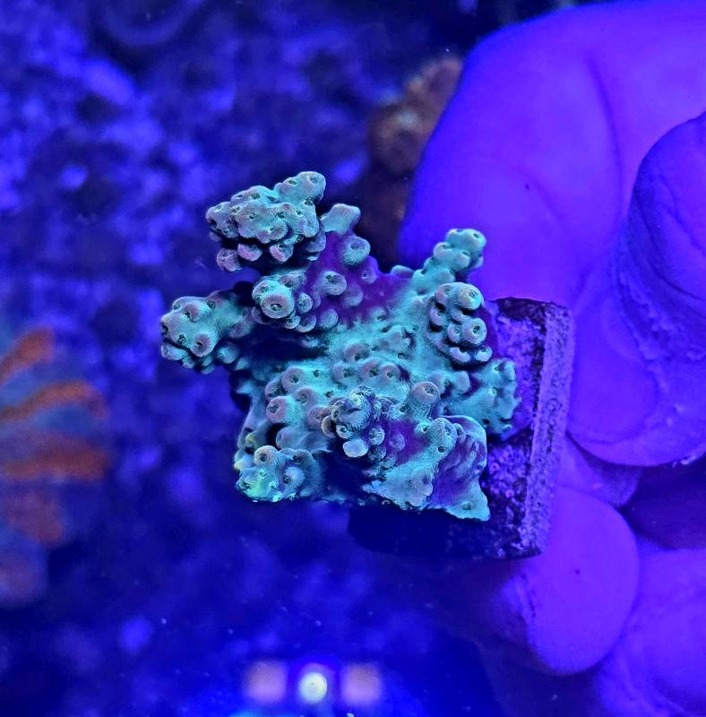 Neptune Acropora