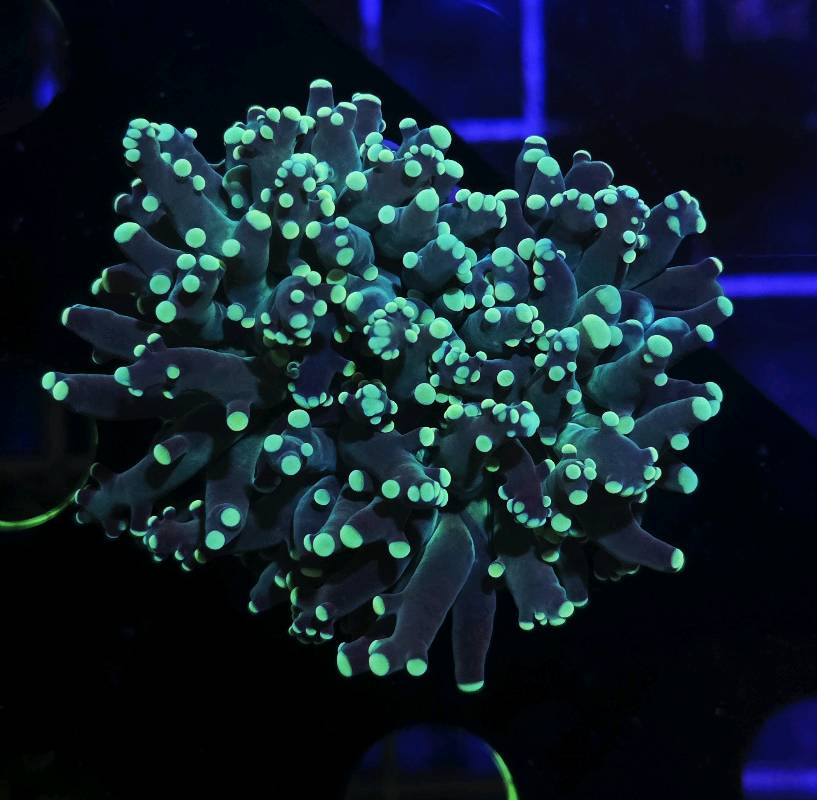 Frogspawn Alien Hands 2h