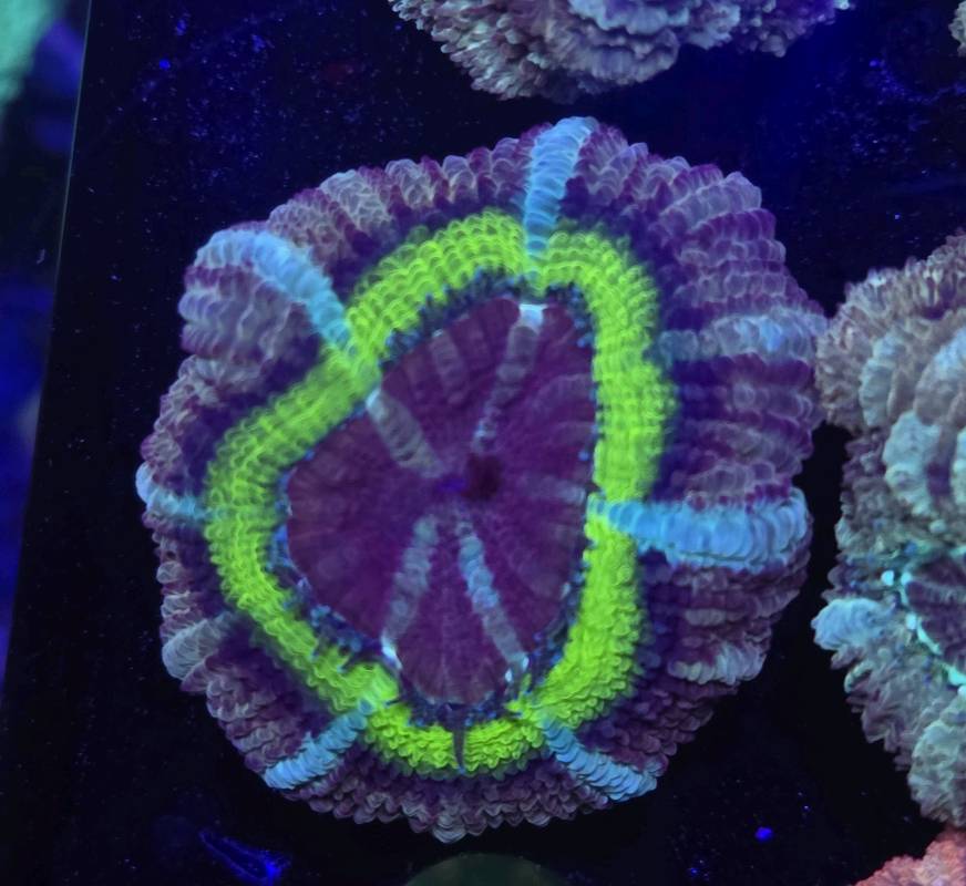 Japanese Acan UFO 1pp