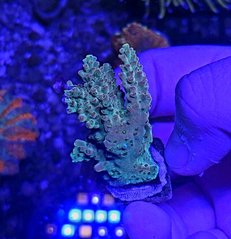 King Neptune Acro
