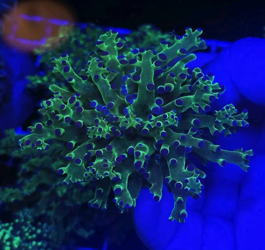 FROGSPAWN OG 1 cabeza