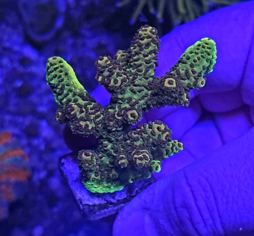 ARF GREEN X ACROPORA