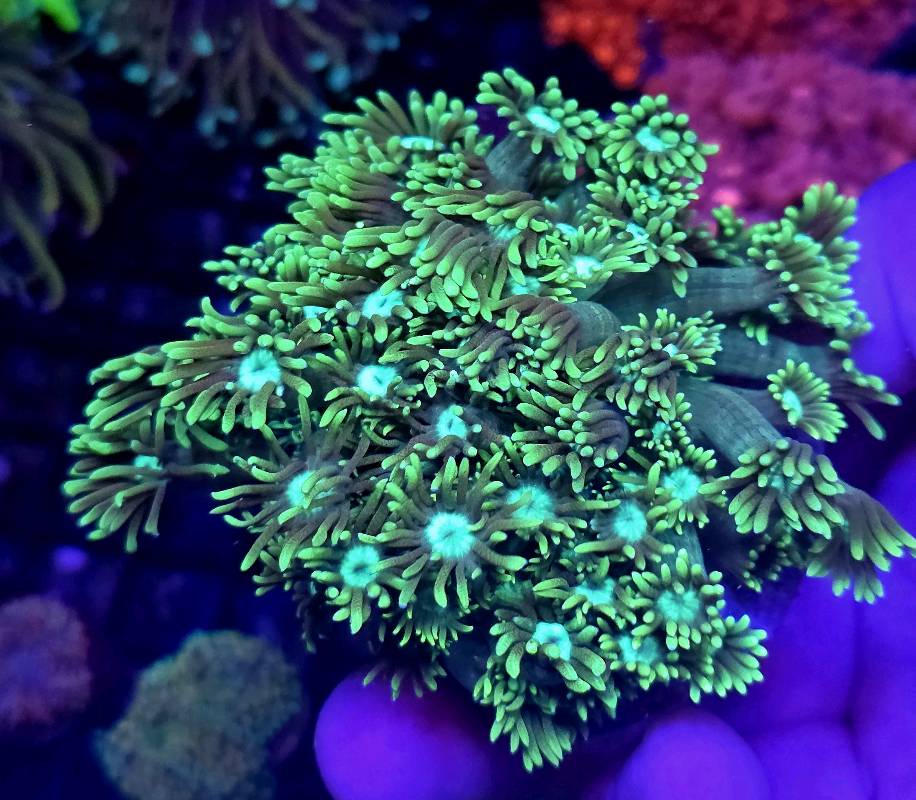 Neon Goniopora M