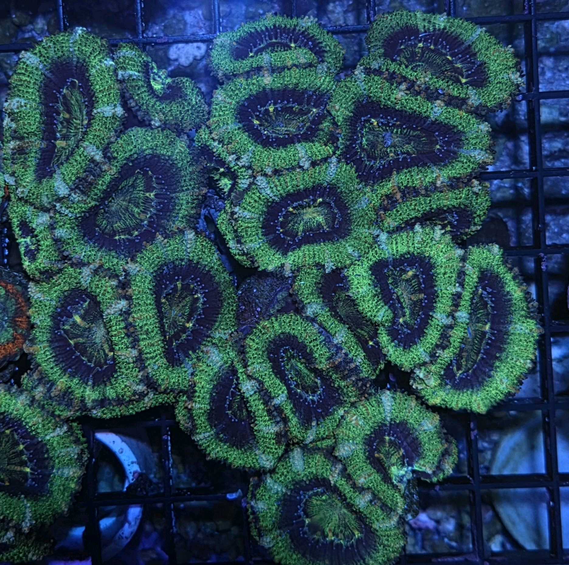 Acan HULK VEINS 2/3 PP X FRAG