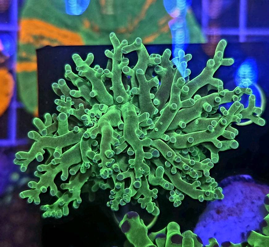 Frogspawn HULK 1 cabeza