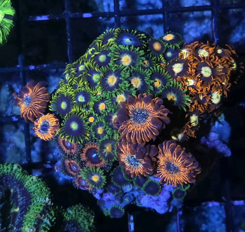 Zoas Disk 1
