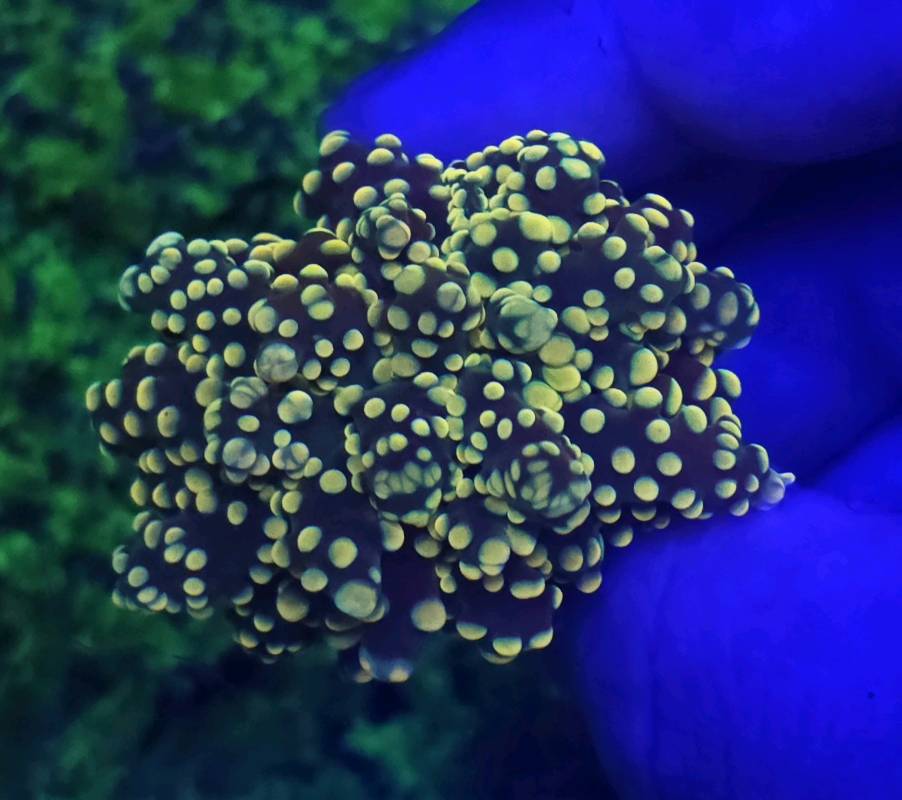 ULTRA ORANGE FROGSPAWN 1 CABEZA