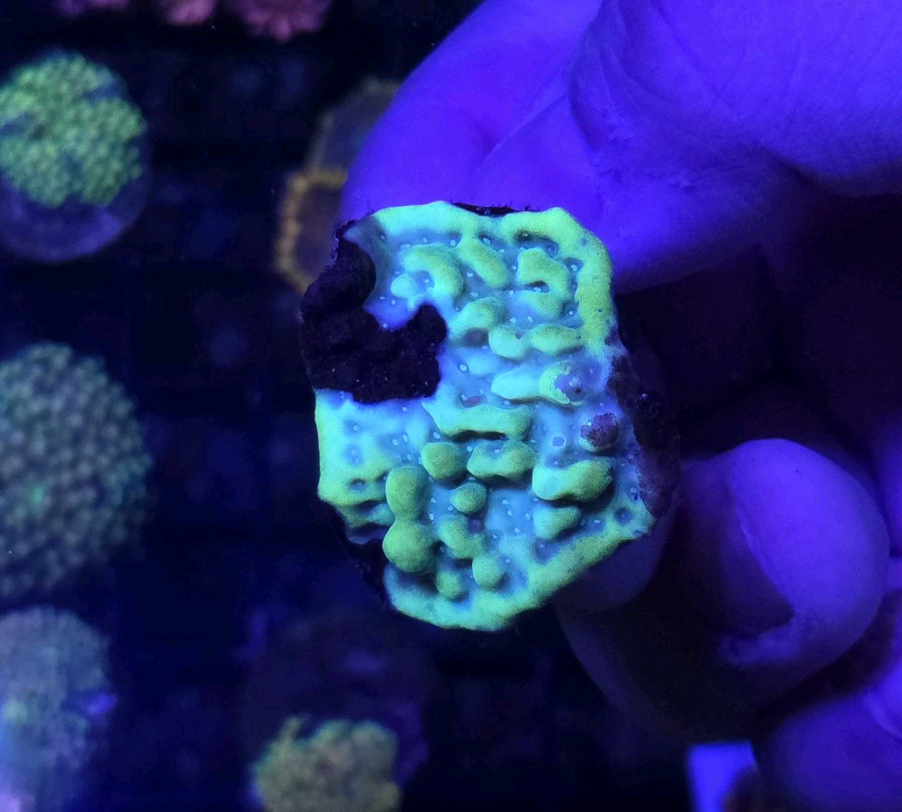 Holographic montipora 