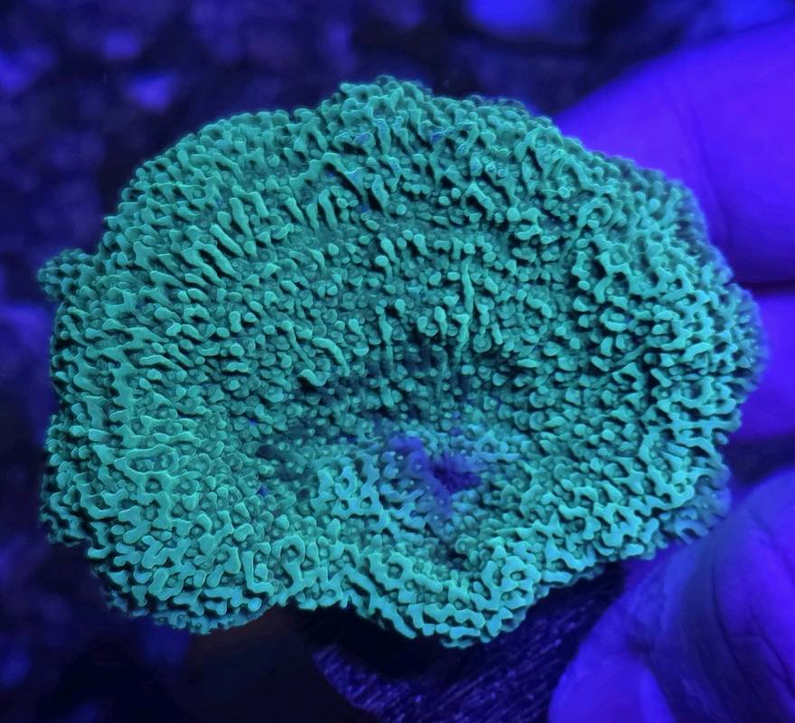 Montipora Capricornis verde