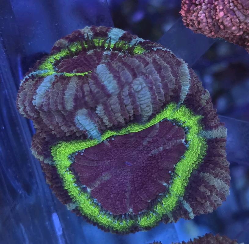 Japanese Acan UFO 