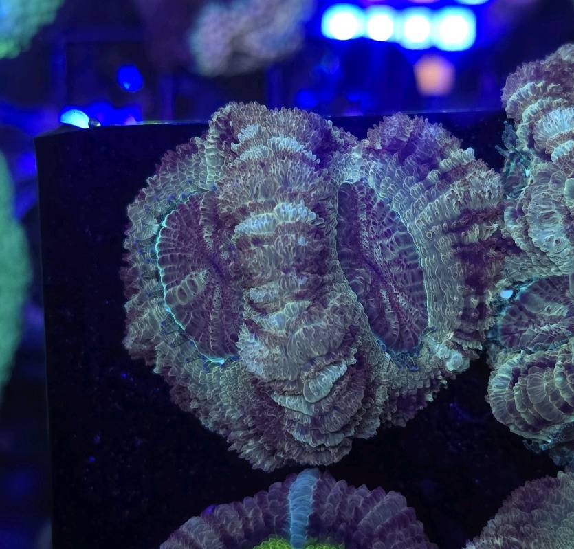 Japanese Acan 3pp