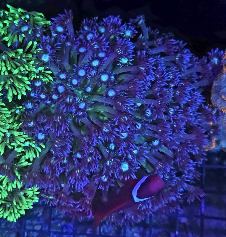 Goniopora Glitter XL