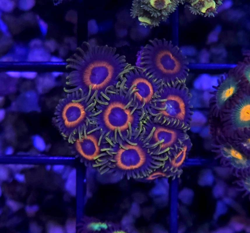 Belladona Zoa