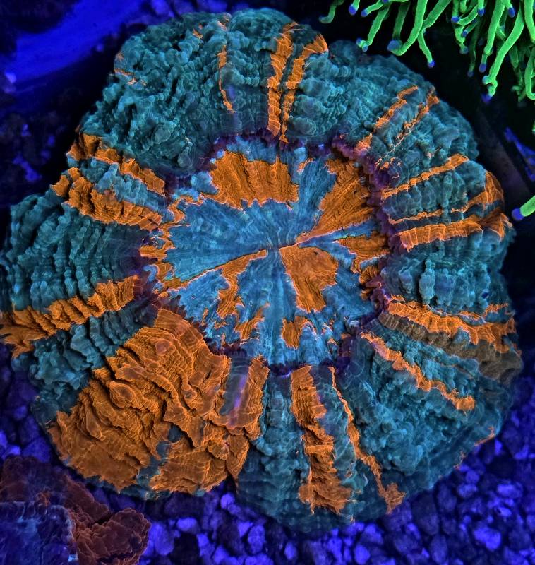 Acantophylia ORANGE RAINBOW