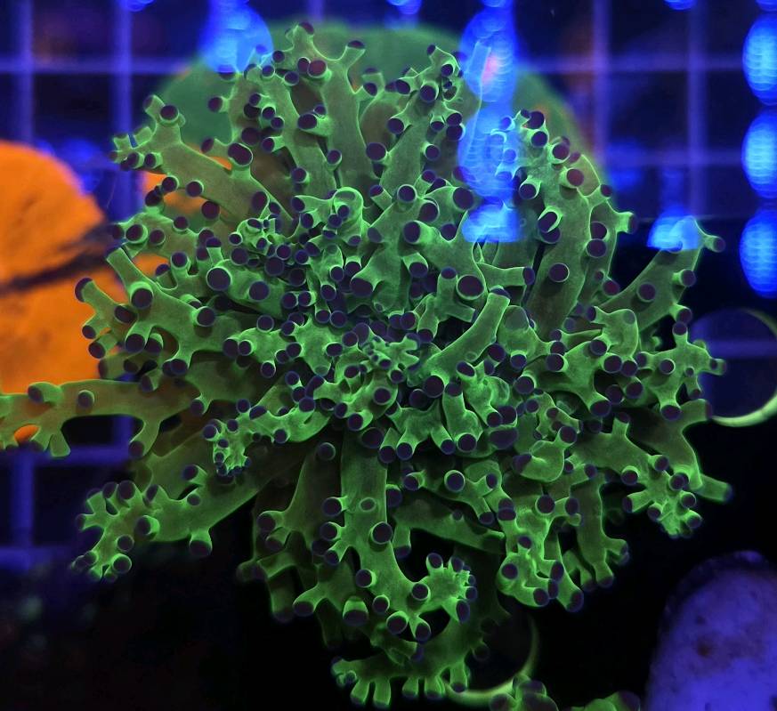 Frogspawn OG 1 cabeza