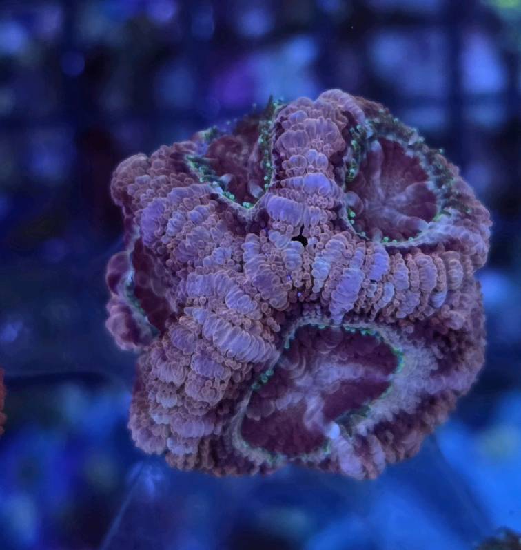 Japanese Acan Purple Disco 4pp