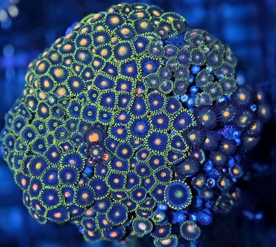 ZOA PREMIUM DISK