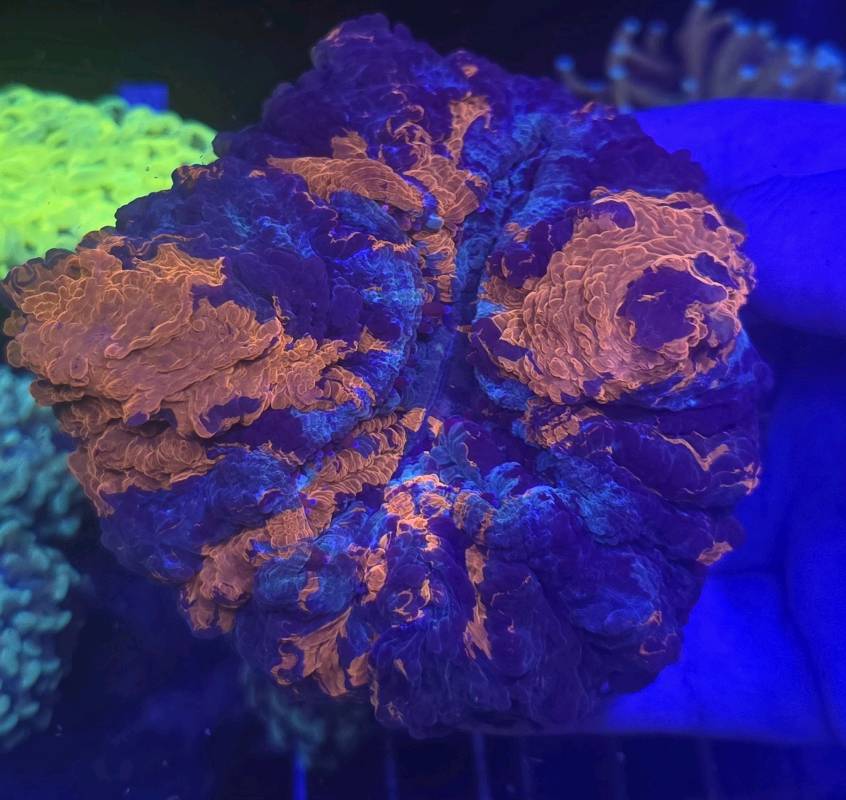 ACANTOPHYLIA WARPAINT