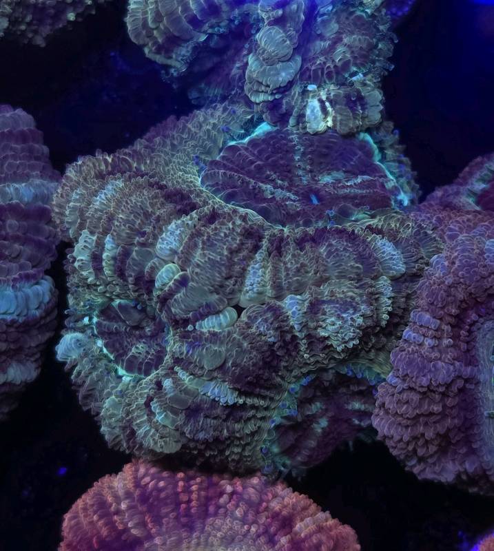 Japanese Acan Gold Martyr 3pp