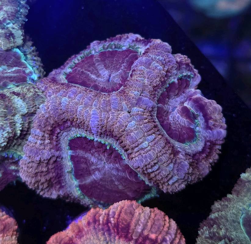 Japanese Acan Sakura 3pp