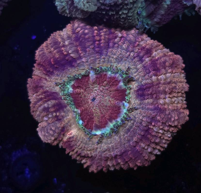 Japanese Acan Sakura 1pp