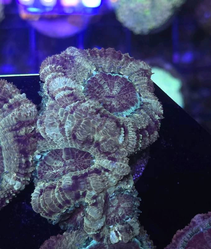 Japanese Acan Gold Martyr 2pp