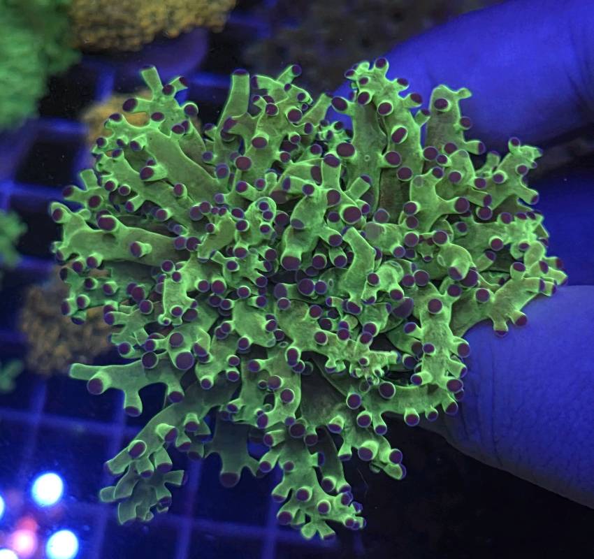 Frogspawn OG 2 cabezas