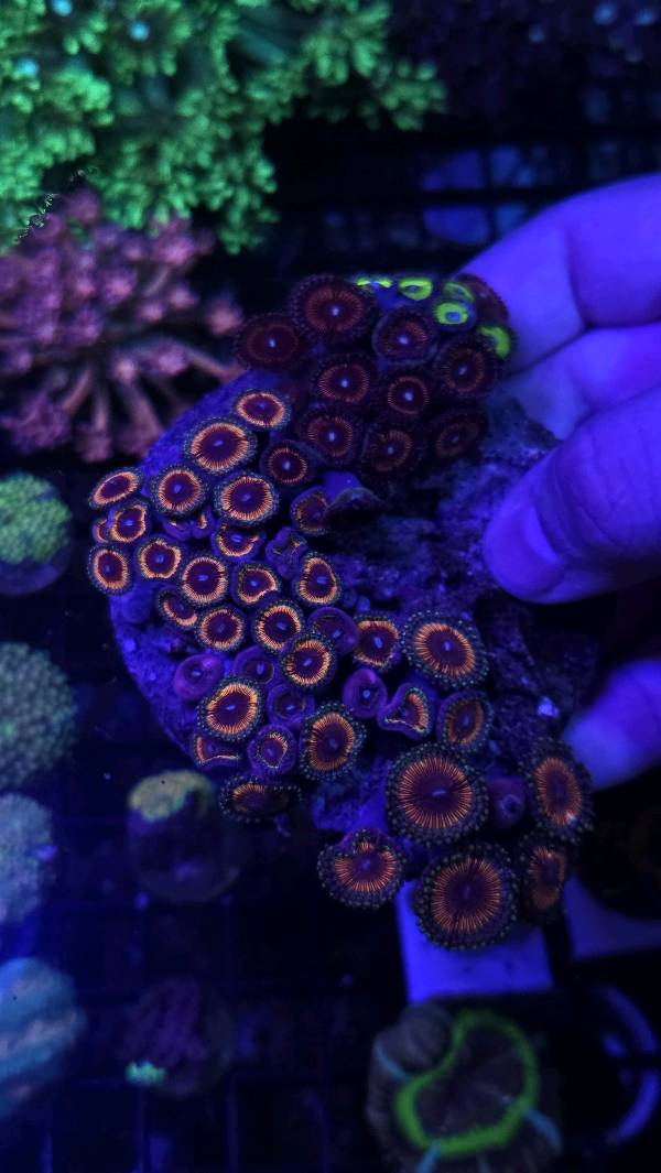 Premium Zoa colony