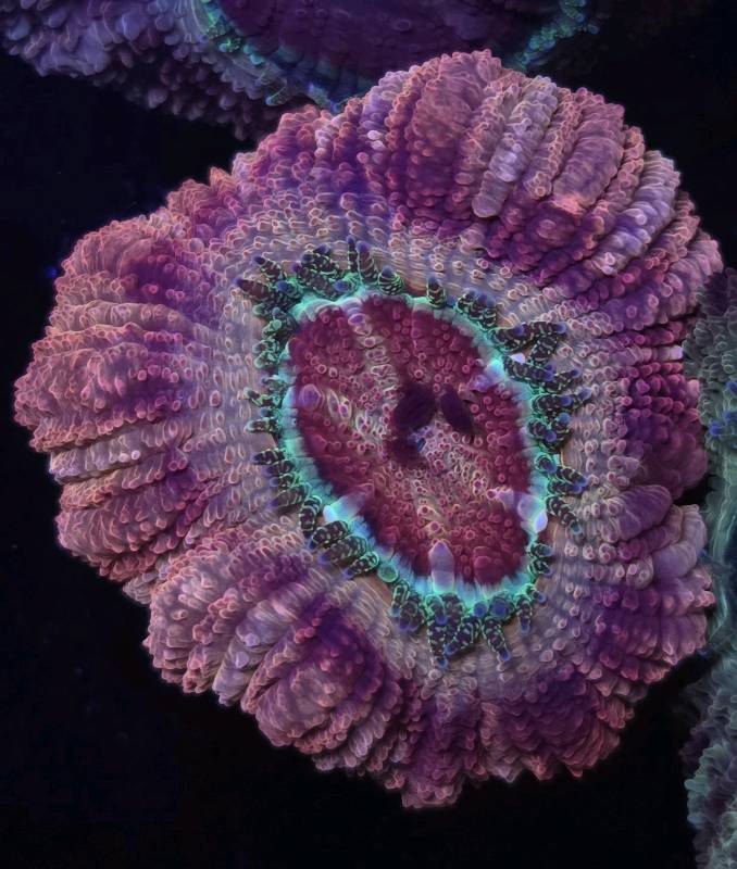 Japanese Acan Sakura 1pp