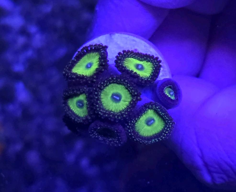 Zoas Green Kiss