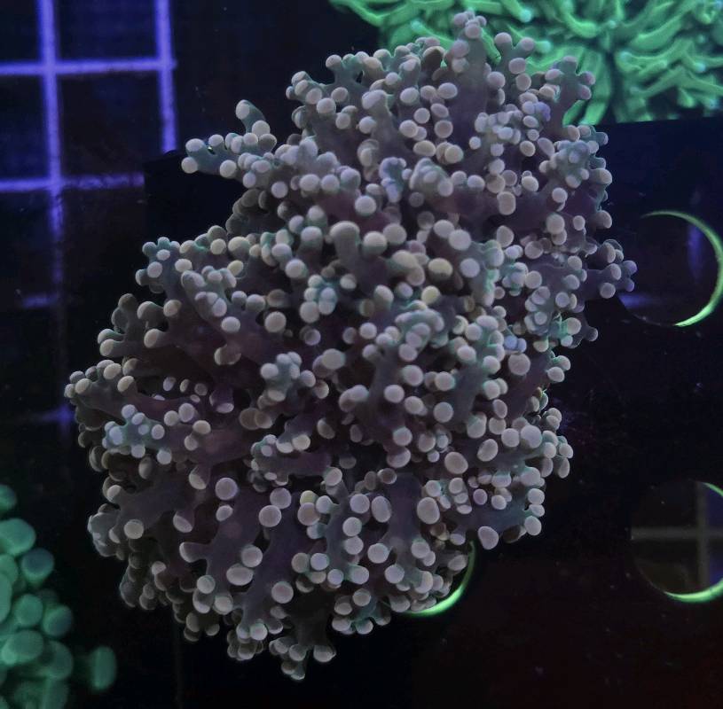 Frogspawn Ultra Peach 2 cabezas