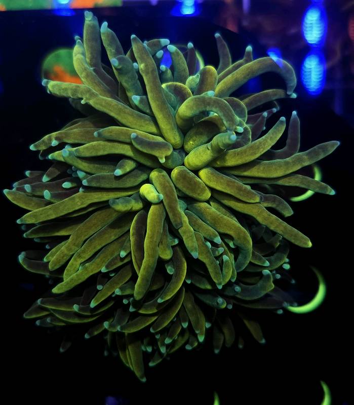 Torch Banana 5 cabezas