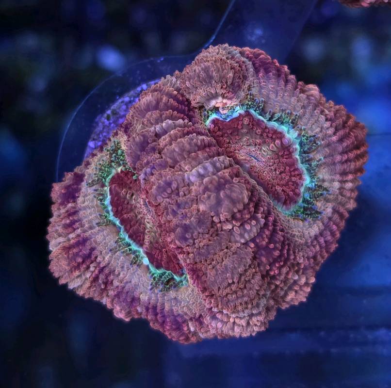Japanese acan sakura 2pp