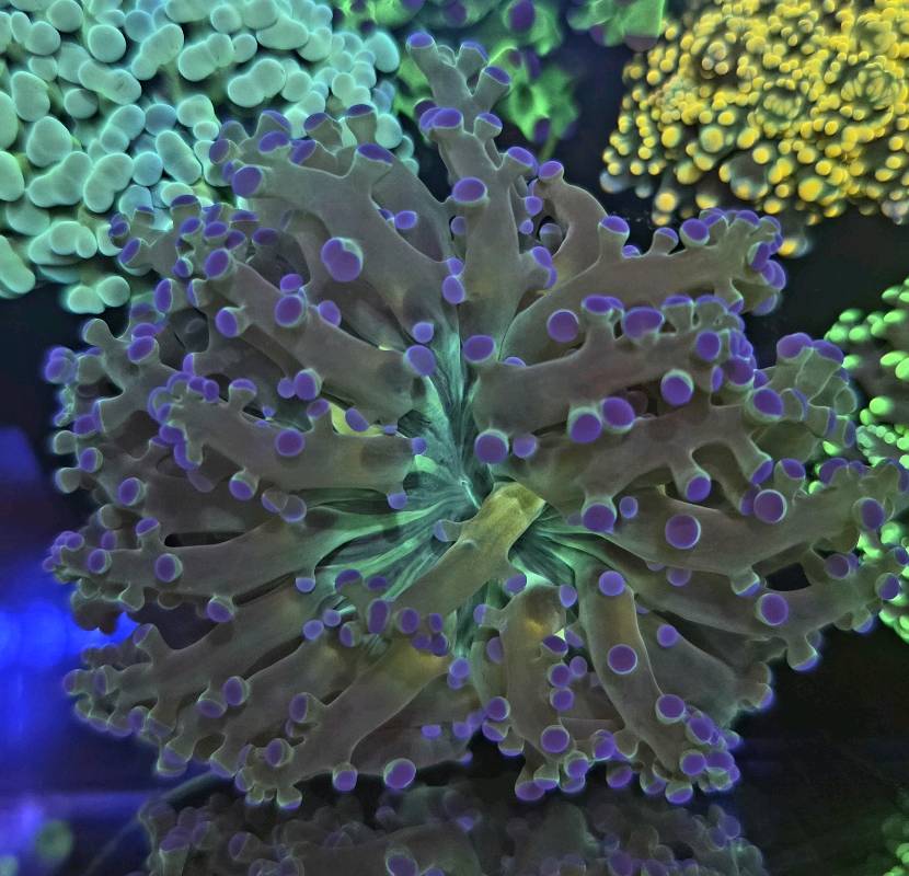 Frogspawn ultra ghost lime 1 cabeza