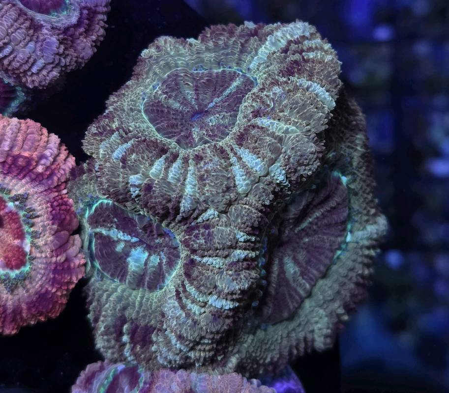 Japanese Acan Gold Martyr 3pp