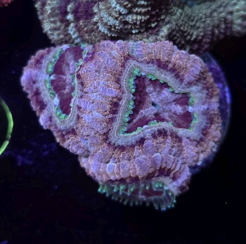 Japanese Acan Sakura 3pp