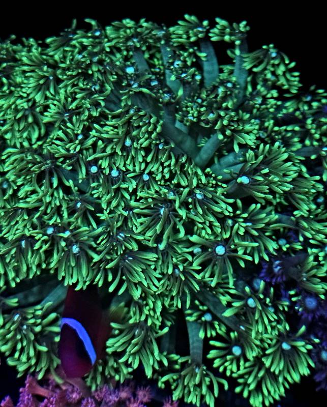 Ultra toxic Goniopora XL