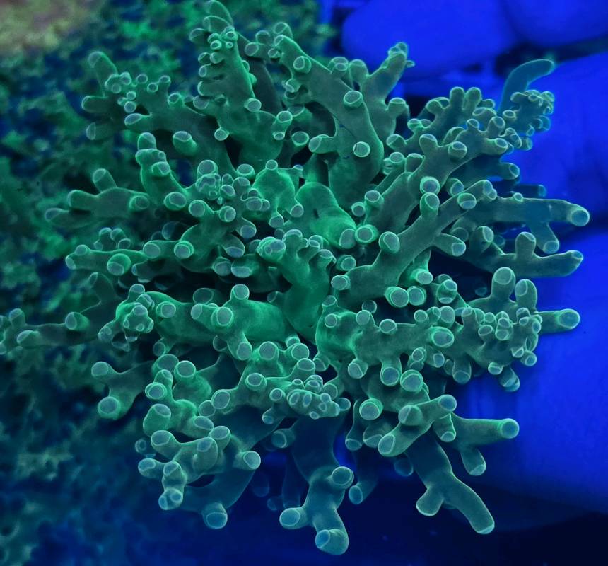 FROGSPAWN HULK 1 CABEZA