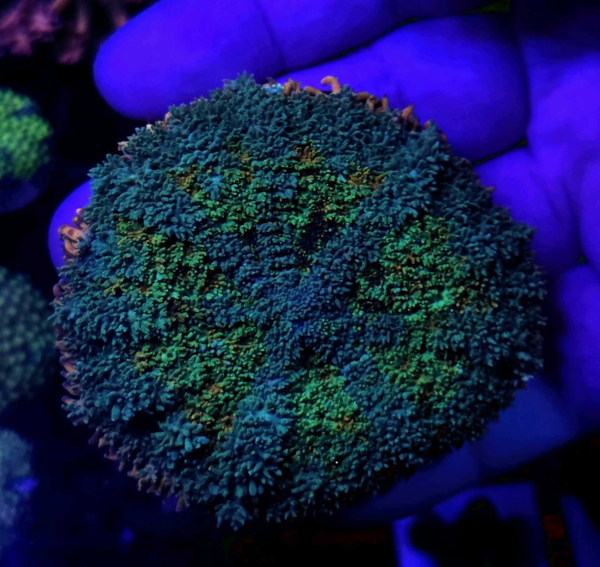 FRANKESTEIN MUSHROOM RAINBOW
