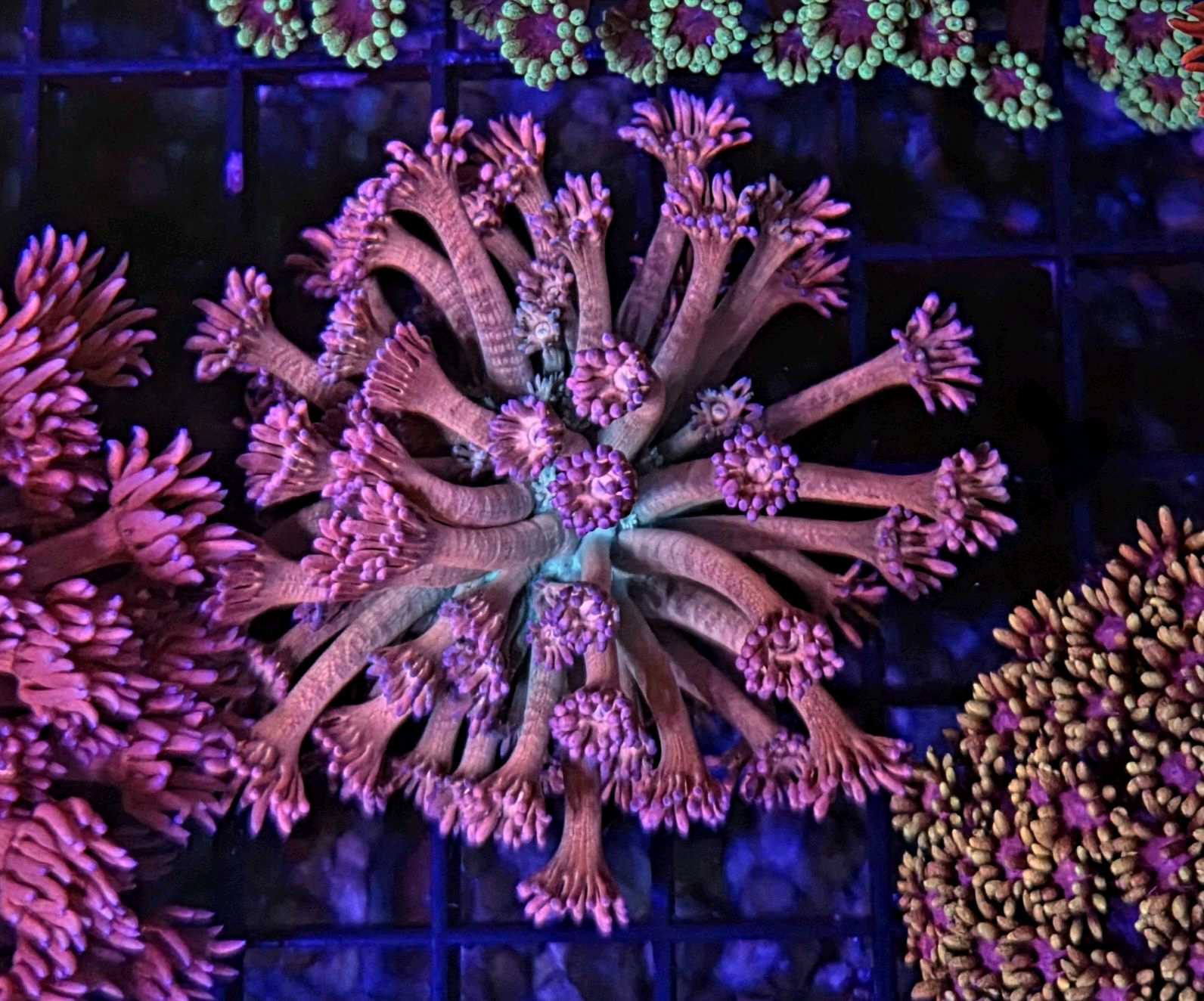 GONIOPORA ULTRA PRINCESS PEACH
