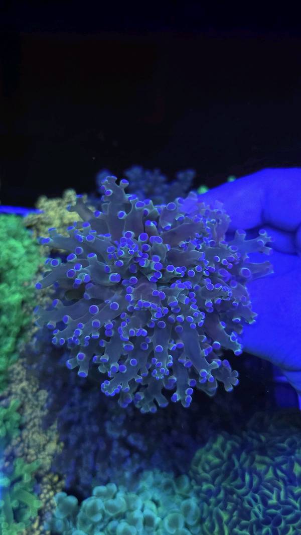 Octospawn ULTRA Ghost Lime 