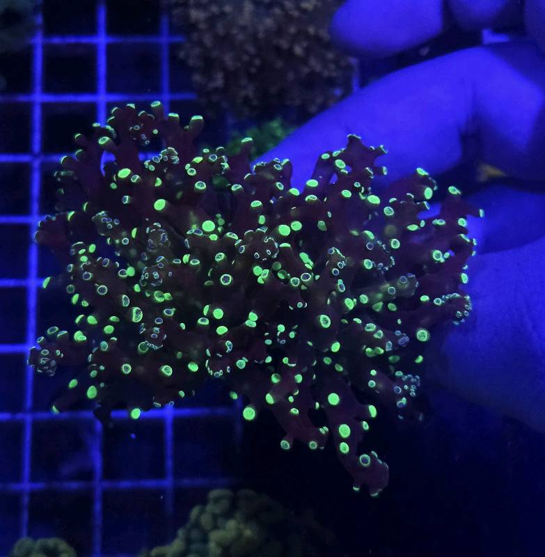 Frogspawn Predator 2h