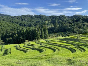 大山千枚田