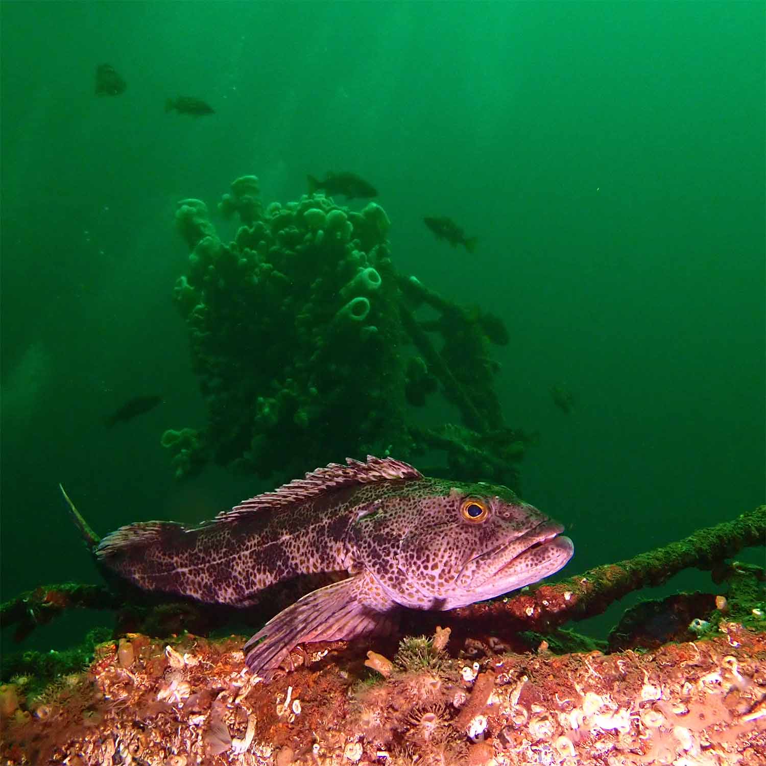 A curious harbor seal investigates a large red octopus on a vibrant reef in Nanaimo's underwater world.