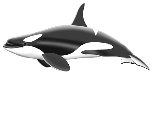 Sundown Diving