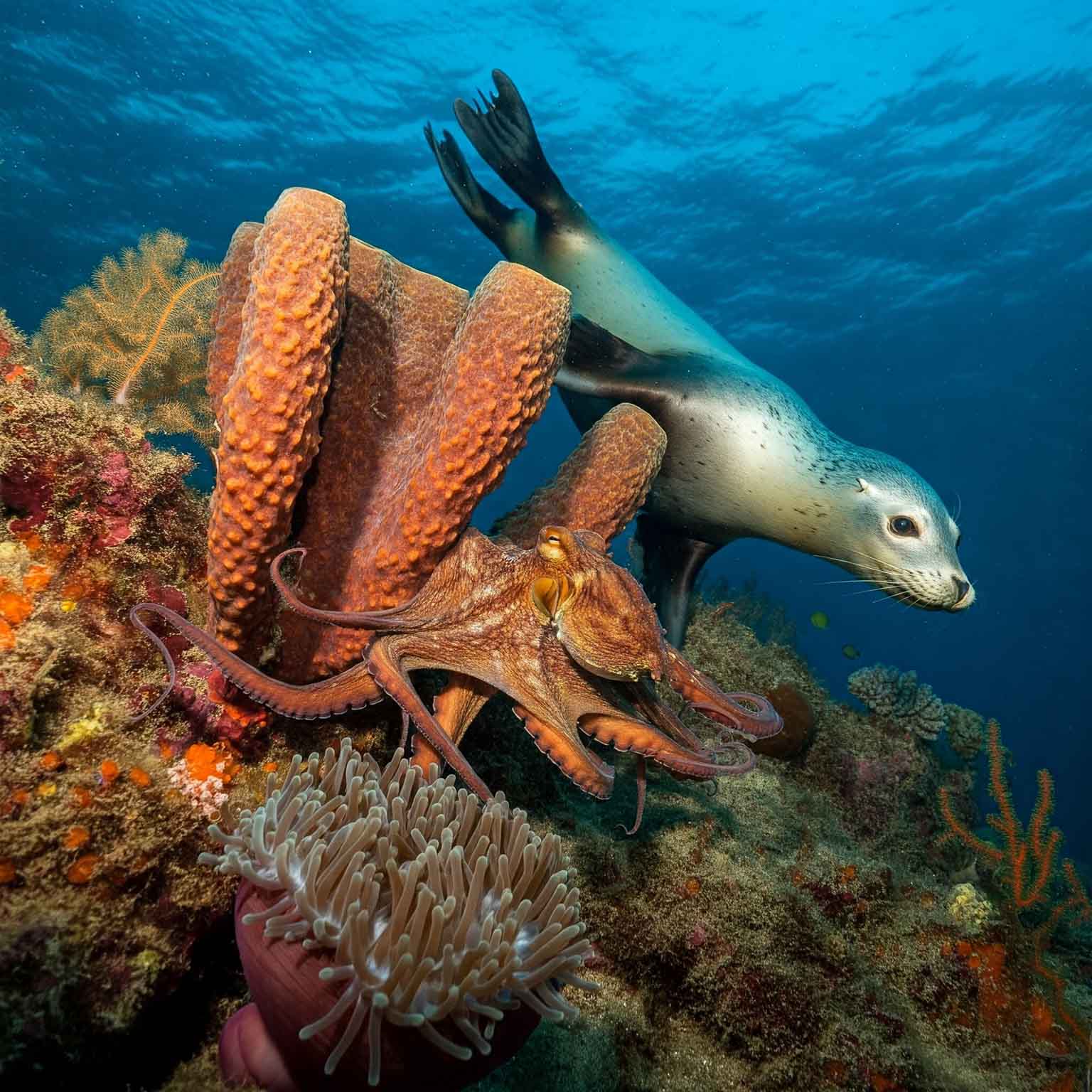 A curious harbor seal investigates a large red octopus on a vibrant reef in Nanaimo's underwater world.